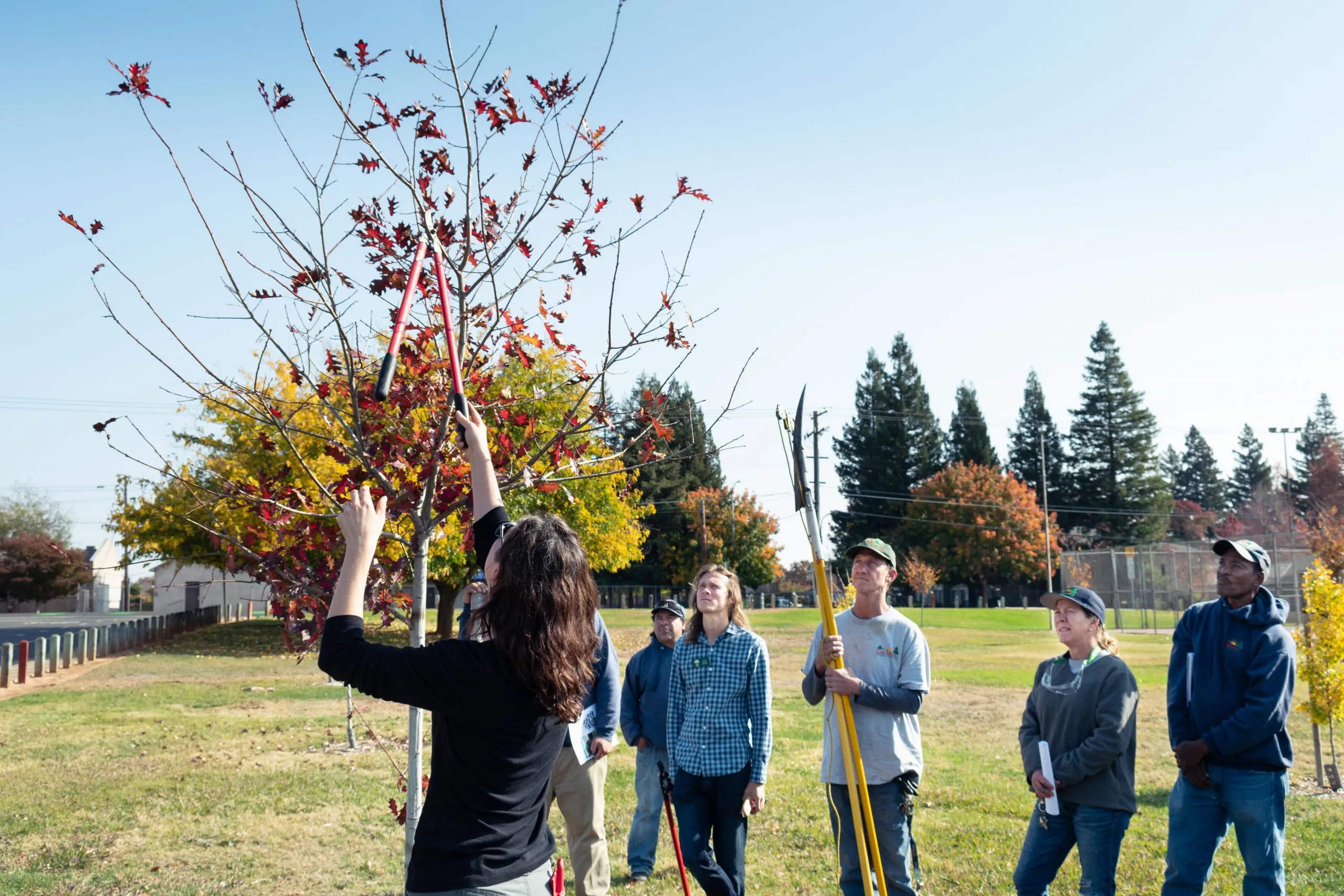 Tree Pruning Services