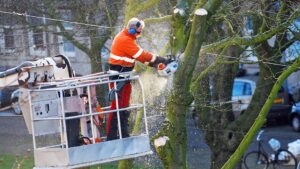 Tree Pruning Services