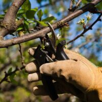 The Importance of Tree Pruning for Healthy Growth