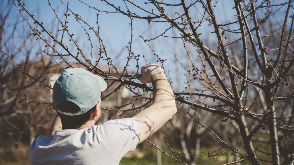 tree pruning