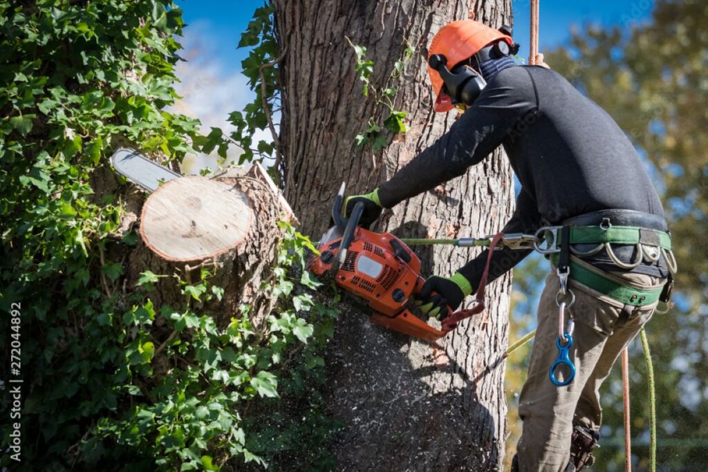 stump removal