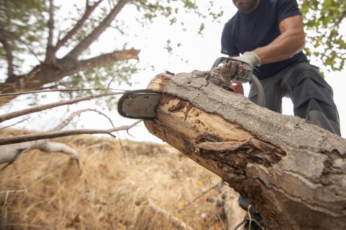 tree cutting