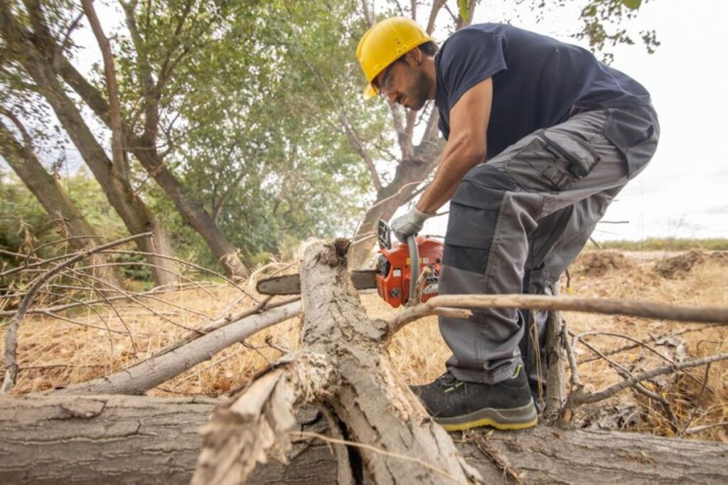 tree cutting