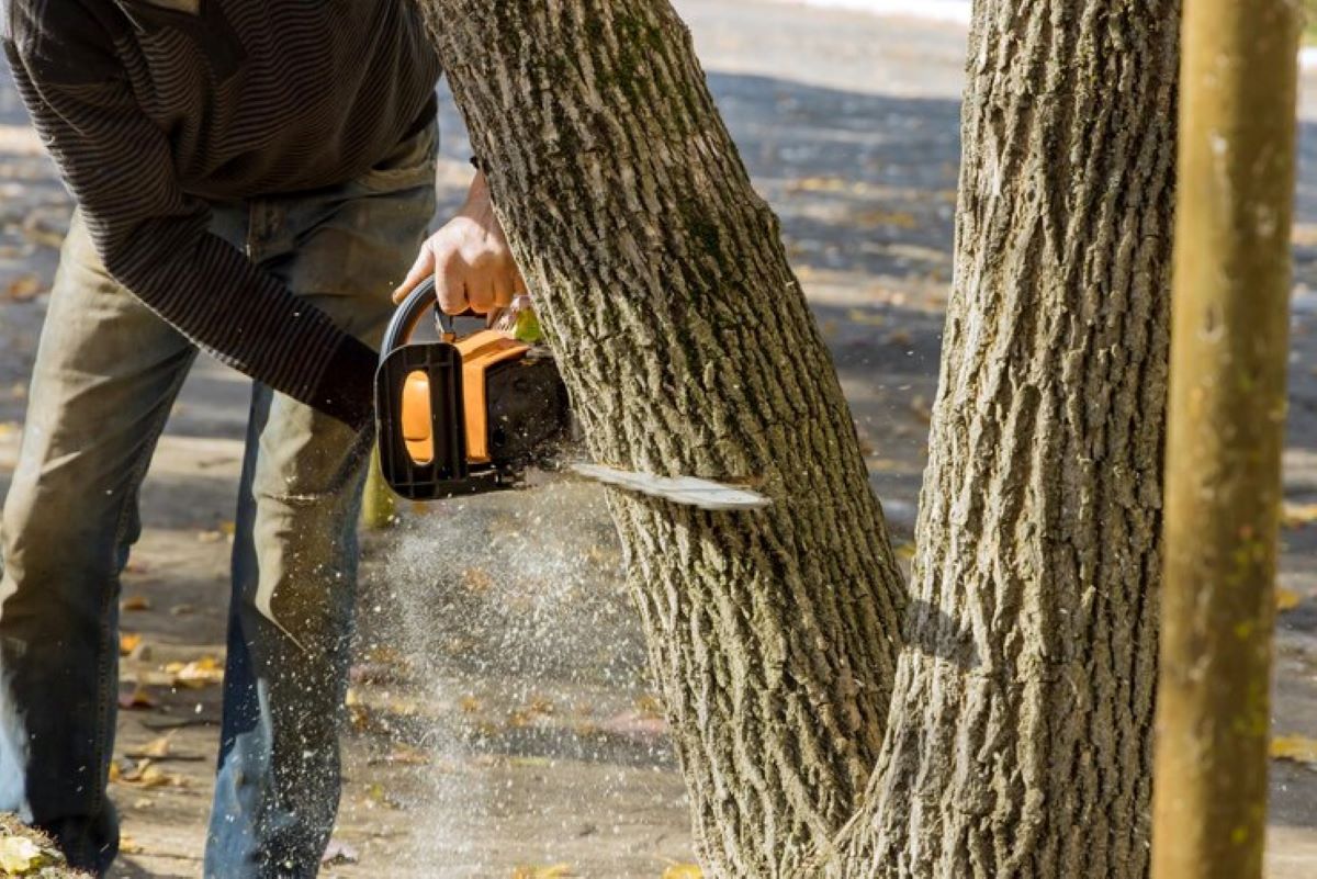 stump removal