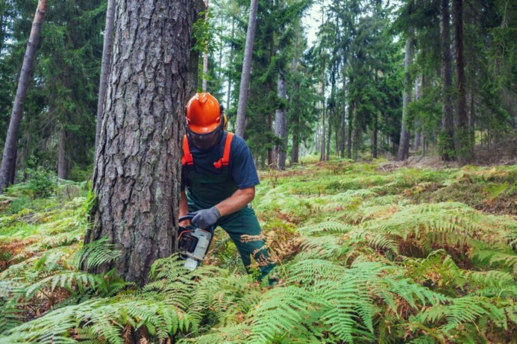 stump removal