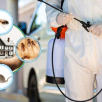 Comprehensive Pest Control Services in Sydney for Peace of Mind