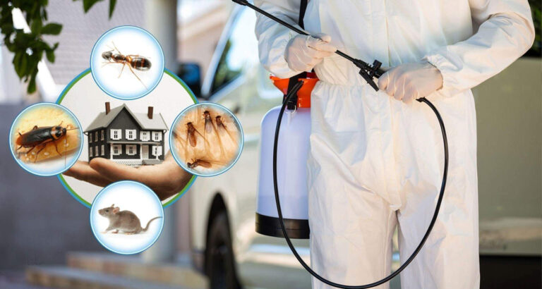 Comprehensive Pest Control Services in Sydney for Peace of Mind