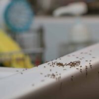 Ant Control in Sydney: Proven Solutions for Your Home