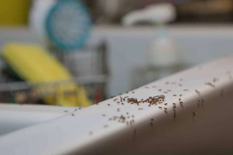 Ant Control in Sydney: Proven Solutions for Your Home